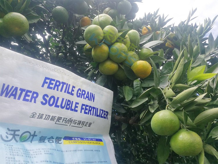 柑橘轉(zhuǎn)色，這幾點你一定要注意！