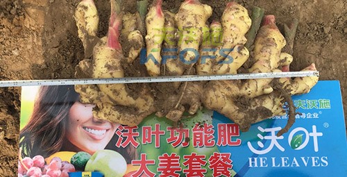 水溶肥用量少，可是效果卻很好！