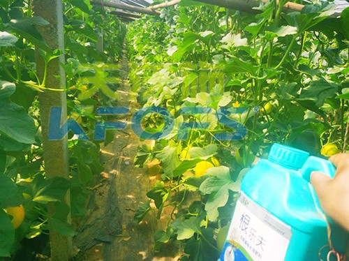 甜瓜用哪個水溶肥廠家的產(chǎn)品好？