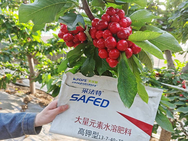 大櫻桃用什么水溶肥又大又甜？
