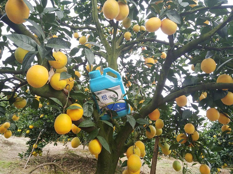 好的水溶肥是什么生產(chǎn)工藝？