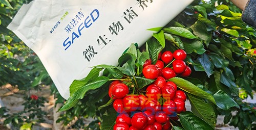 進(jìn)口水溶肥怎么選？參考這三點(diǎn)就夠了！
