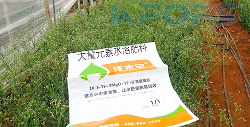 進(jìn)口水溶肥以色列的哪家好？