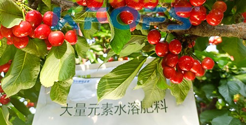 大量元素水溶肥為什么都說進口的好？