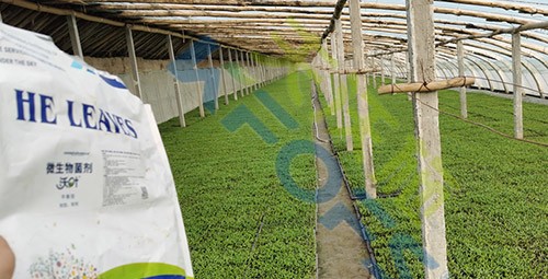 微生物菌劑廠家哪家好？
