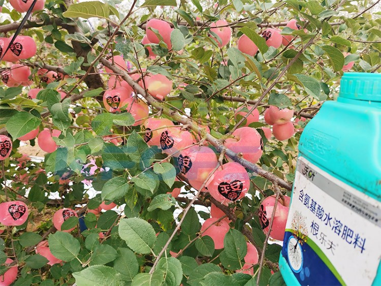 沃葉水溶肥效果怎么樣？怎么購買？