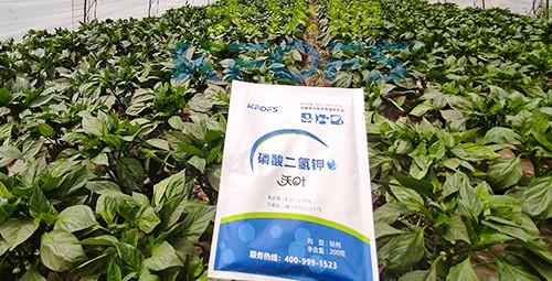 磷酸二氫鉀的正規(guī)廠家是什么樣的？