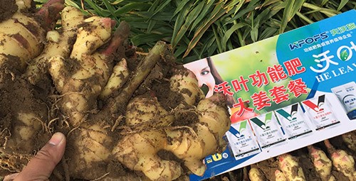 進口水溶肥還不知道沃葉？虧大了！