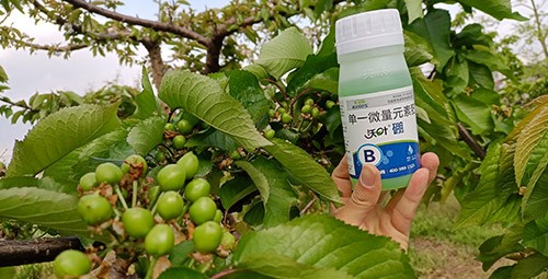 硼肥哪個品牌的好？這款不要錯過！