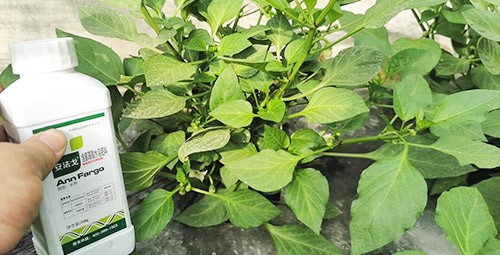 解藥害用什么葉面肥好？