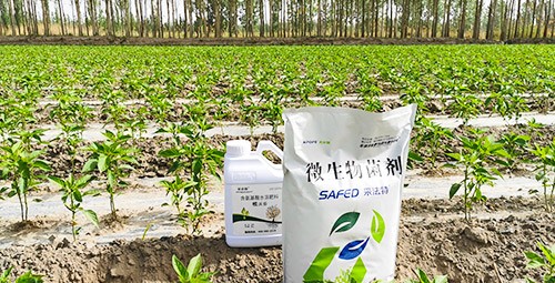 微生物菌肥哪家好？用效果說話！