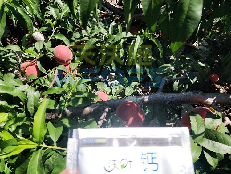 桃樹施什么肥料好，看這一篇就夠了！