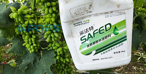 進(jìn)口水溶肥用這個(gè)，葡萄能增產(chǎn)