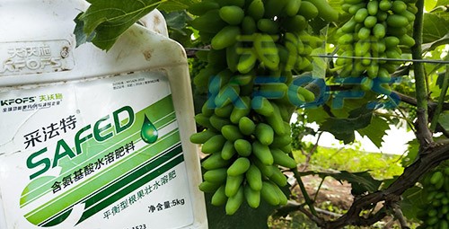 葡萄水溶肥品牌哪個(gè)好？案例告訴你！