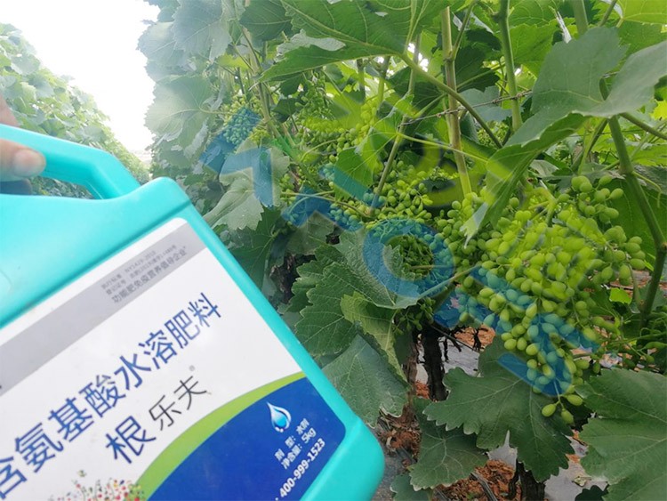葡萄轉色，這幾點你忽視了嗎？
