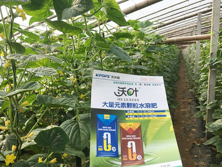黃瓜用這樣的水溶肥，產量就是高！