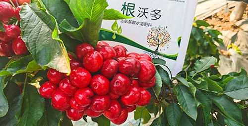 大櫻桃水溶肥廠家哪家好？這樣的才更可靠！