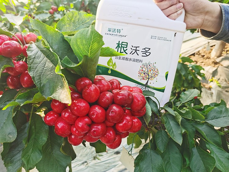 大櫻桃水溶肥廠家哪家好？這樣的才更可靠！