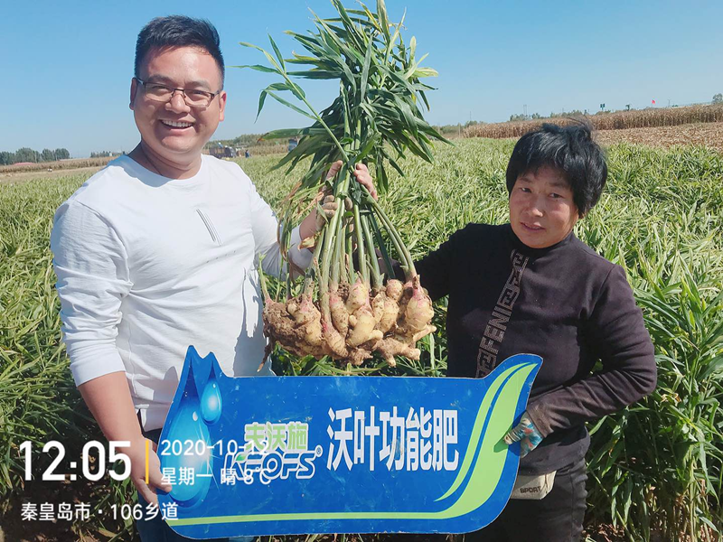 微生物菌劑為何要在大姜上全程使用？