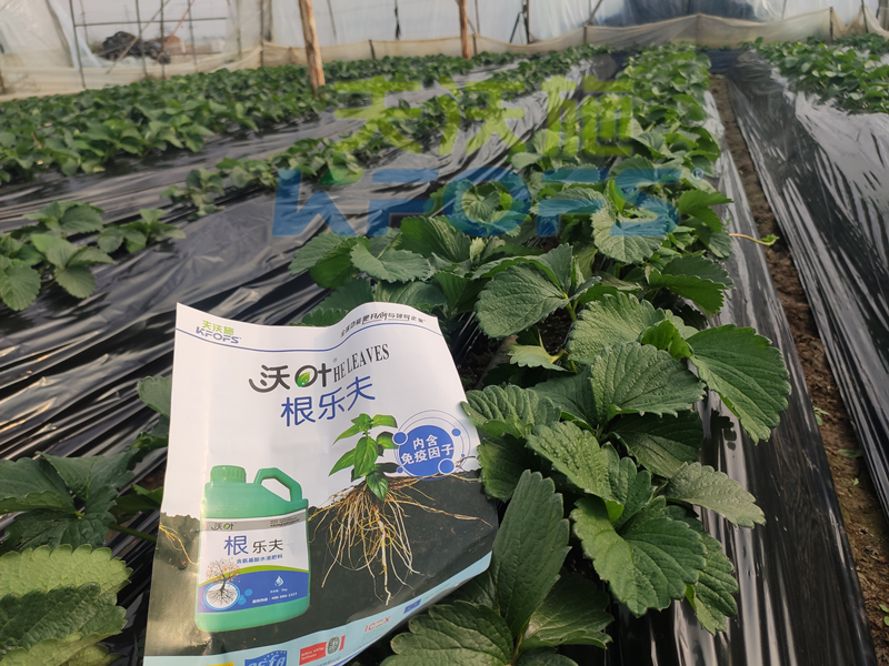 草莓結(jié)果的時候要施什么肥？別再用錯了！