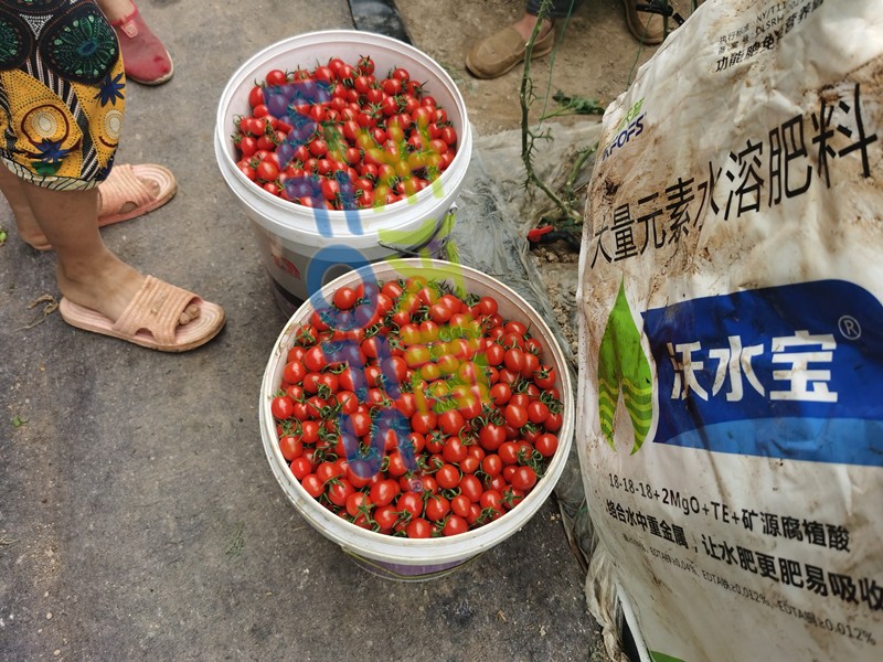 這款大量元素水溶肥，看完為何都很心動？
