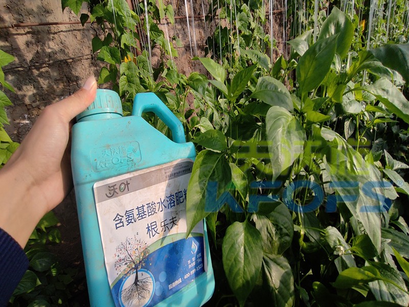 生根水溶肥哪種的好？