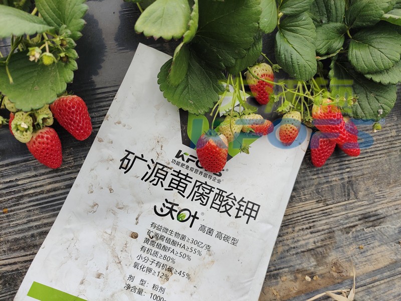 水溶肥廠家，為什么種植戶都信賴夫沃施？