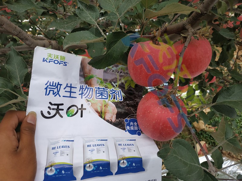 微生物菌劑，作物豐收的關(guān)鍵所在！