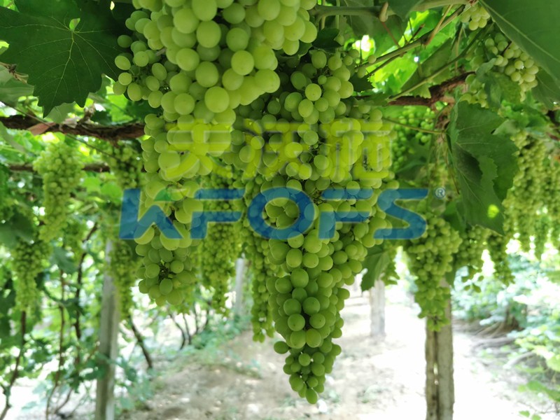 磷酸二氫鉀什么牌子是正宗的？