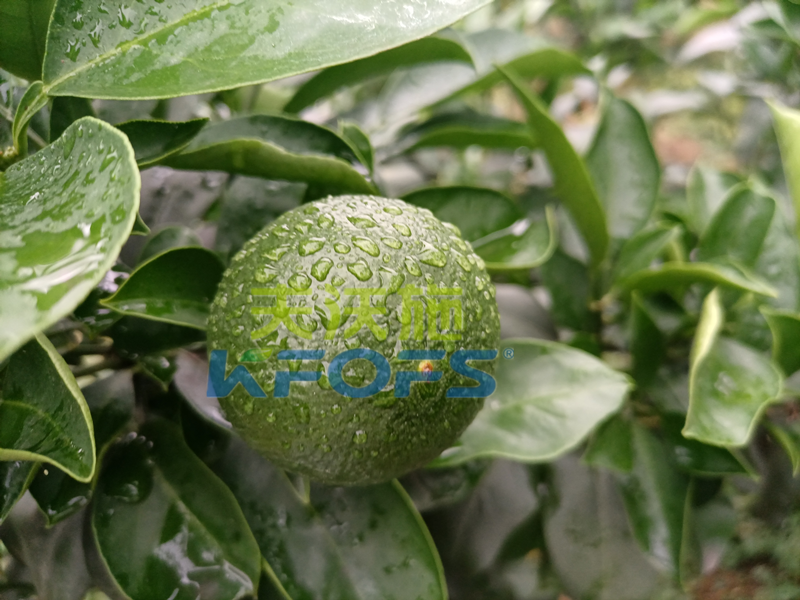 氨基酸葉面肥，你還不知道這個(gè)牌子嗎？