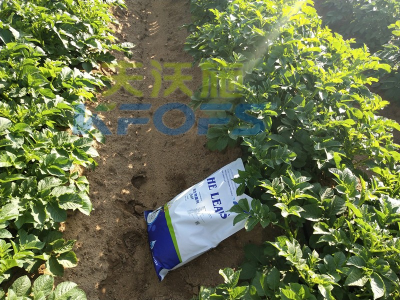 8年種植經(jīng)驗(yàn)老農(nóng)說(shuō)，種土豆用什么肥料好！
