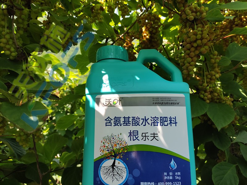 沃葉水溶肥效果怎么樣？一起來驗證！