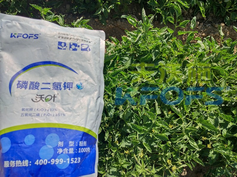 番茄控旺用磷酸二氫鉀效果好嗎？