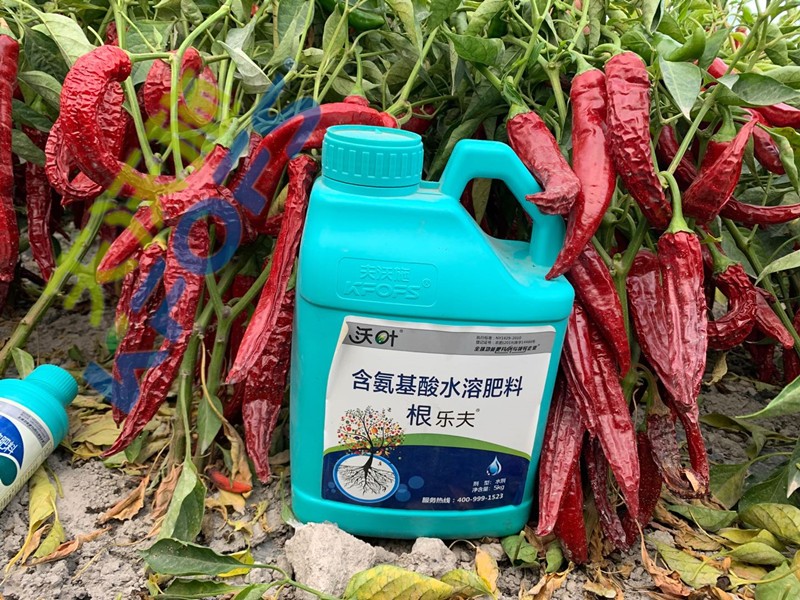 辣椒施肥選沃葉，增產(chǎn)提質(zhì)賣價(jià)高！