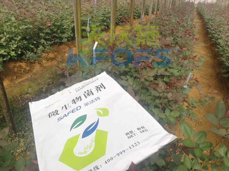 玫瑰水溶肥哪家好？問問基地老板就知道