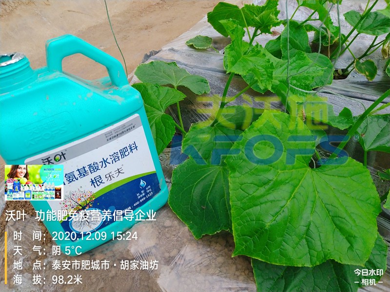 黃瓜生根肥用什么好？