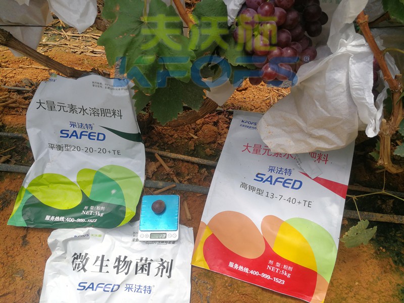 水溶肥這樣用，葡萄提前上市產(chǎn)量高！