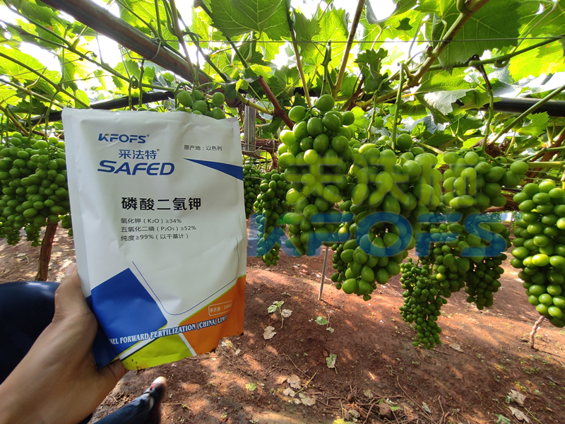 磷酸二氫鉀-葡萄用采法特磷酸二氫鉀效果.png