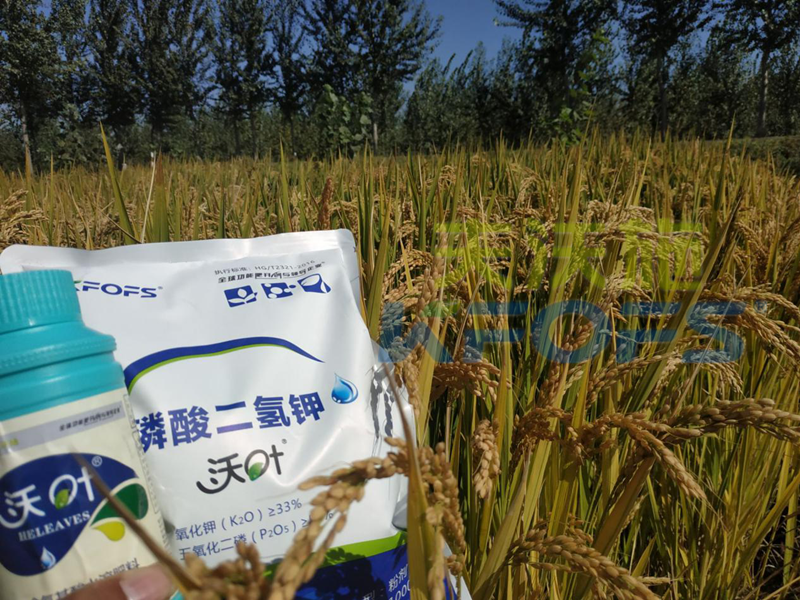 葉面肥、磷酸二氫鉀的使用功效