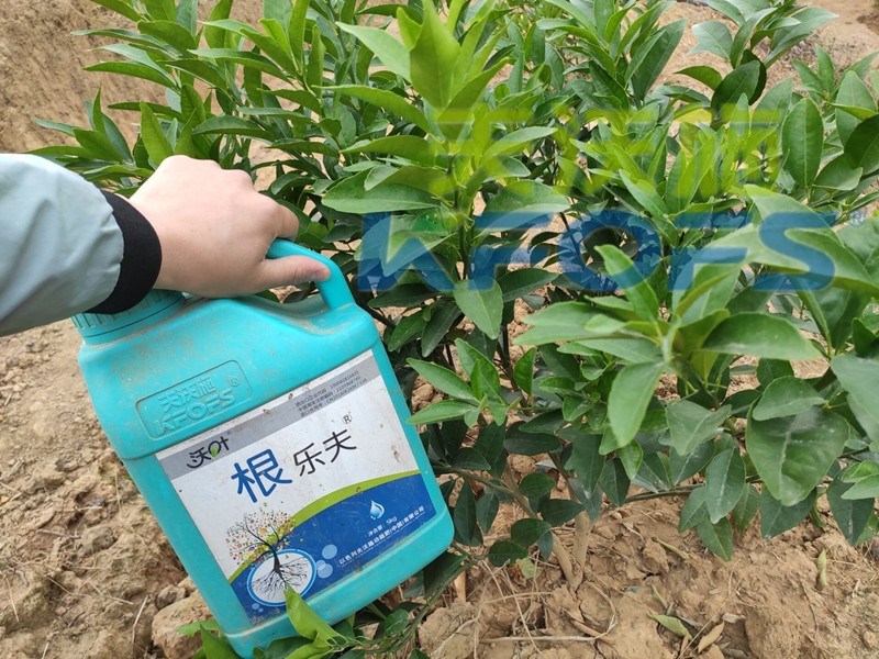 生根劑-沃柑使用沃葉根樂(lè)夫效果.jpg