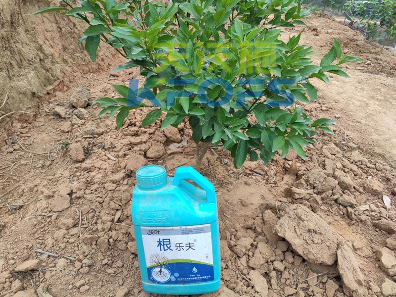 生根劑-沃柑使用沃葉根樂(lè)夫效果1.jpg