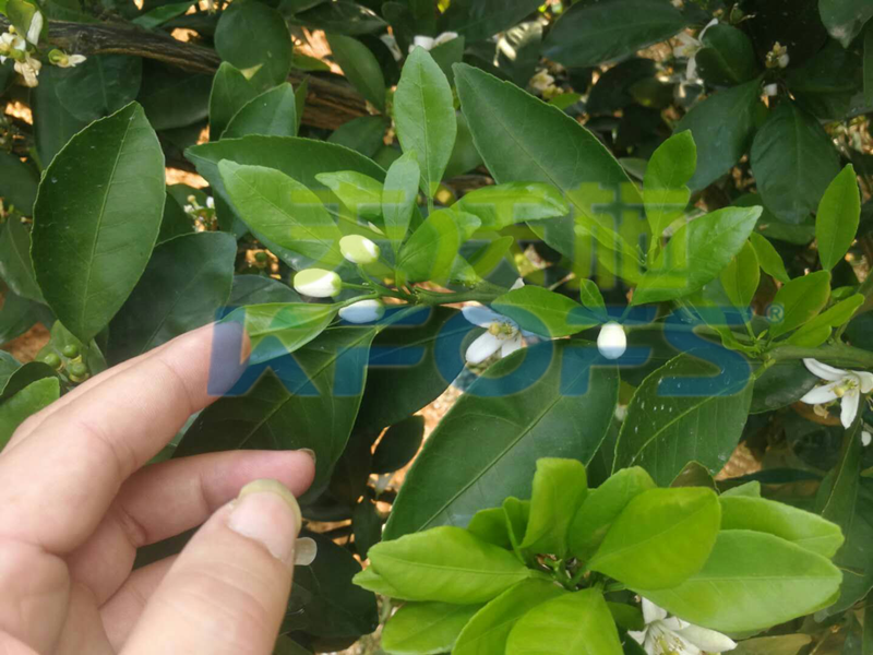 果樹?；ū９~面肥如何選擇