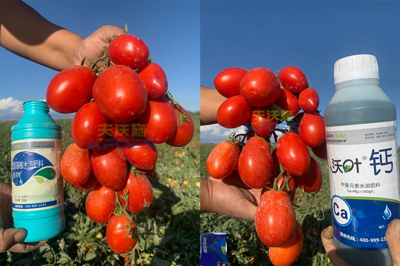 西紅柿水溶肥怎么用？哪家的好？