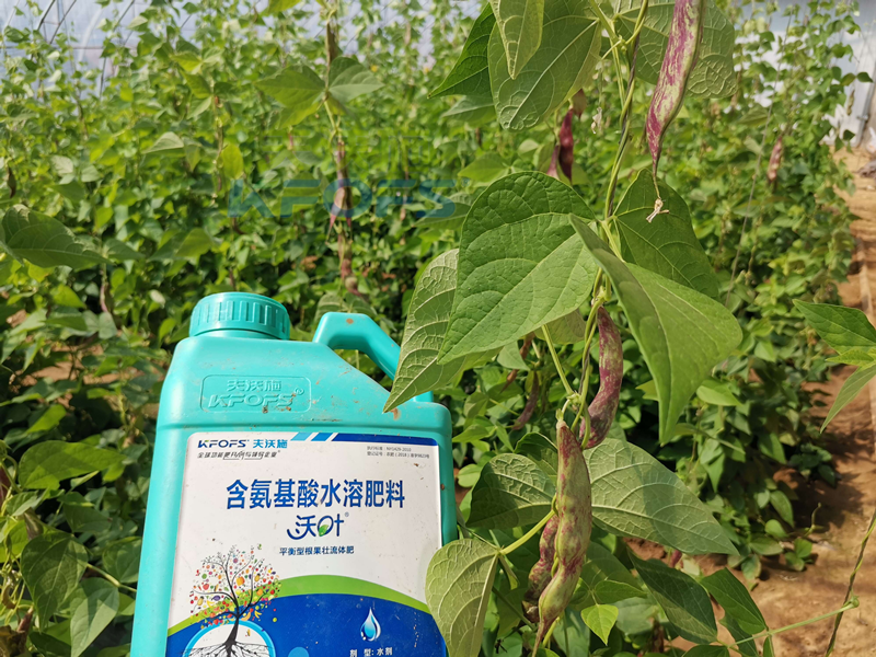 豆角追肥用什么肥料好？楊總很有發(fā)言權(quán)！