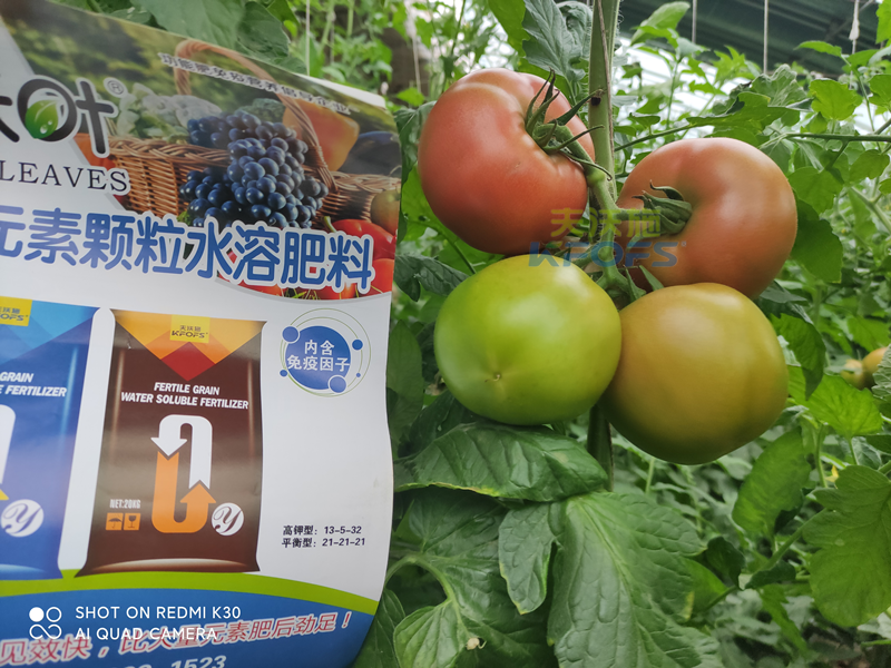 西紅柿果實膨大快用什么肥料-沃葉高鉀顆粒水溶肥.png