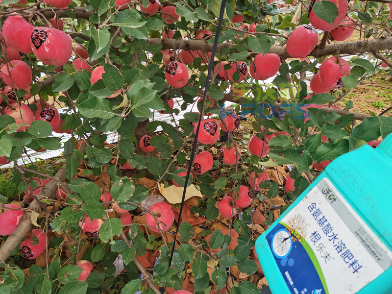蘋果水溶肥哪個牌子好-沃葉水溶肥系列1.png