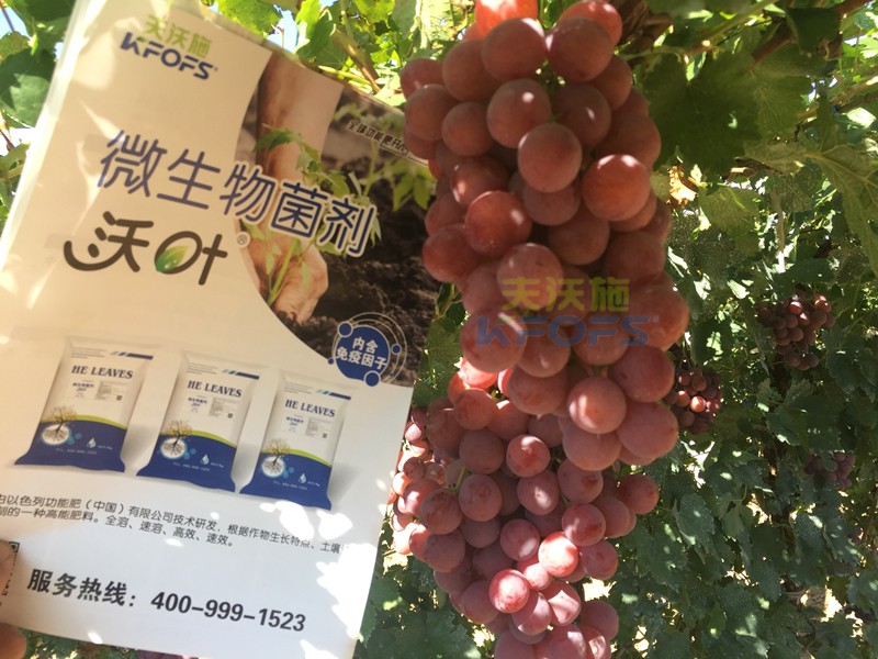 葡萄萌芽期施肥技術(shù)，很有必要一看！