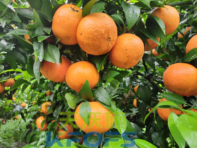 柑橘壯果肥什么時(shí)候施好？