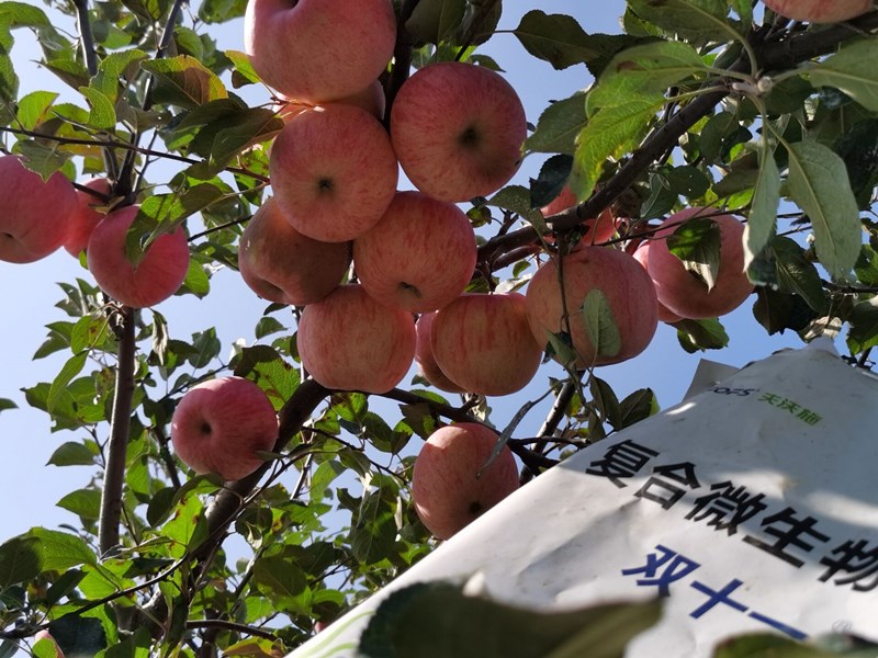 復合微生物肥料-蘋果用雙十一效果1.jpg