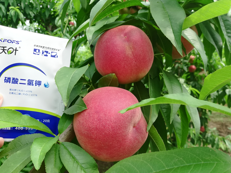 桃樹施什么肥料好？李大哥對比案例！